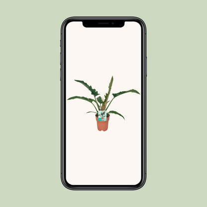 Philodendron Narrow – Pflegeleichte Zimmerpflanze Ø19cm
