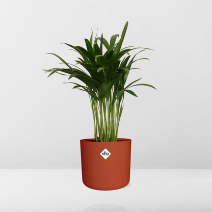 Areca Palme in ELHO b.for soft rund 14cm brique