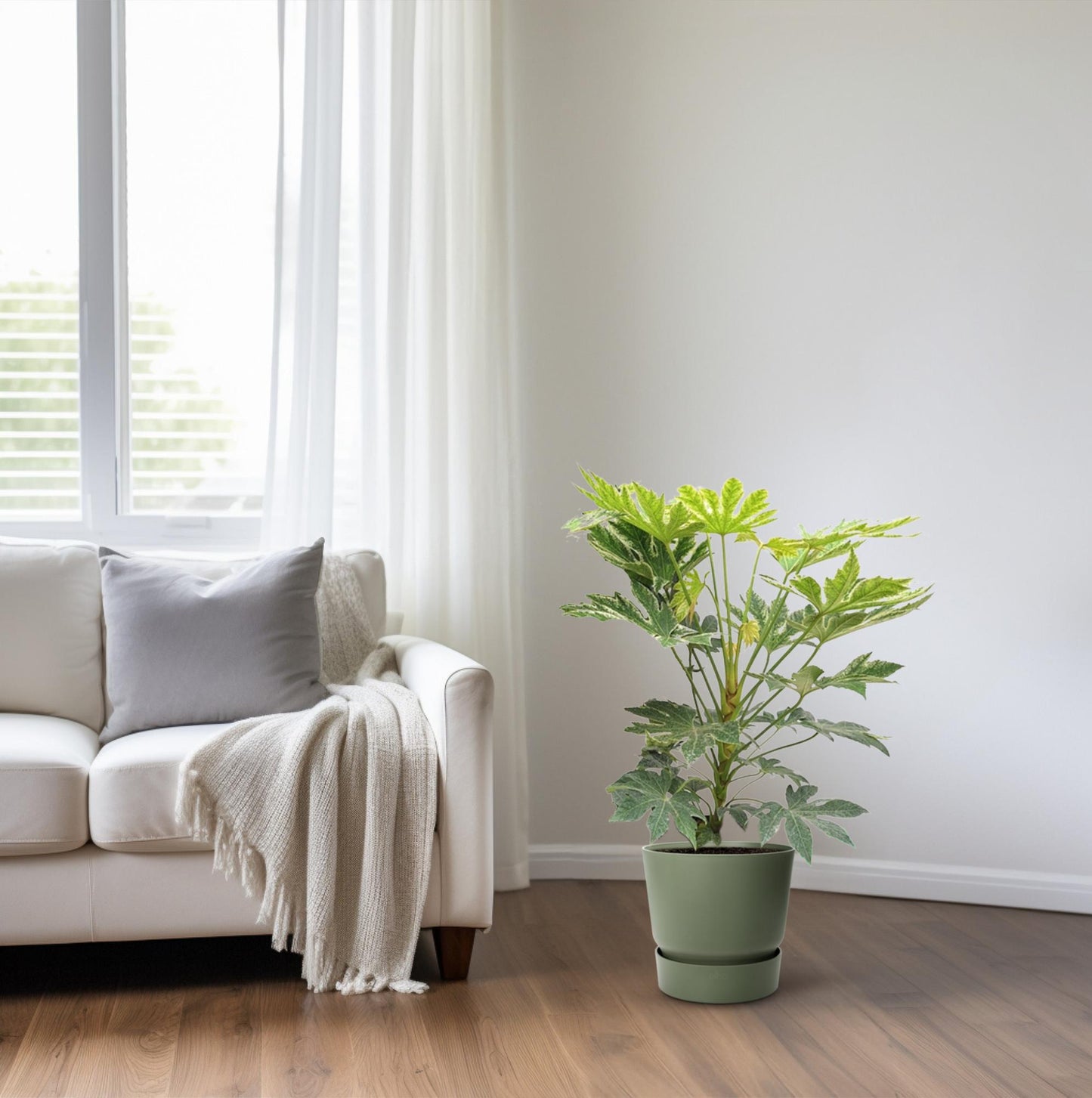Fatsia Japonica – Robuste und pflegeleichte Zimmerpflanze
