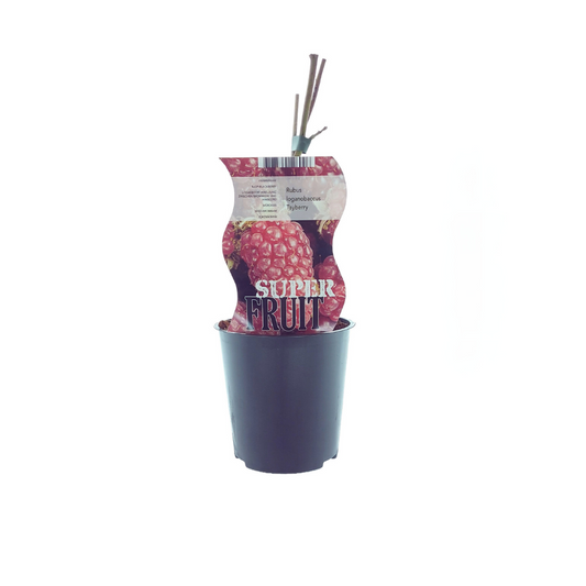 Taybeere 'Rubus Tayberry' – Ø12cm Topf, ca. 30cm Höhe
