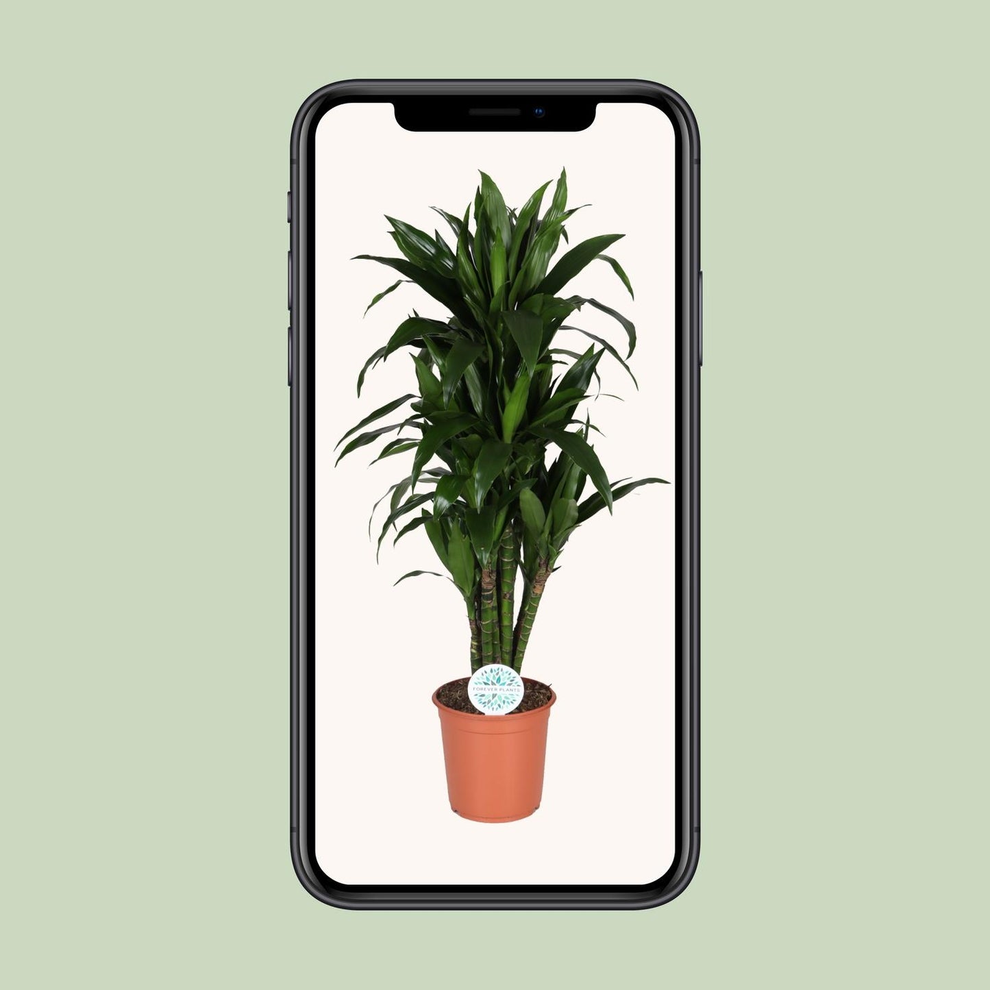 Dracaena Deremensis Janet Lind – Pflegeleichter Drachenbaum Ø27cm, 125cm hoch