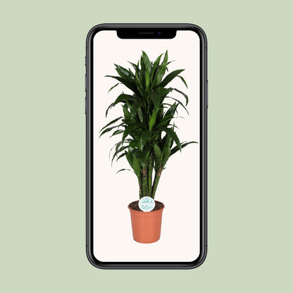 Dracaena Deremensis Janet Lind – Pflegeleichter Drachenbaum Ø27cm, 125cm hoch
