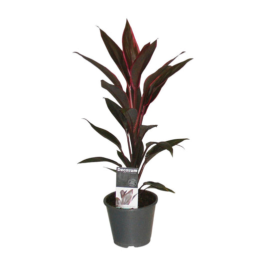 Cordyline Tango – Exotische, pflegeleichte Zimmerpflanze Ø12cm