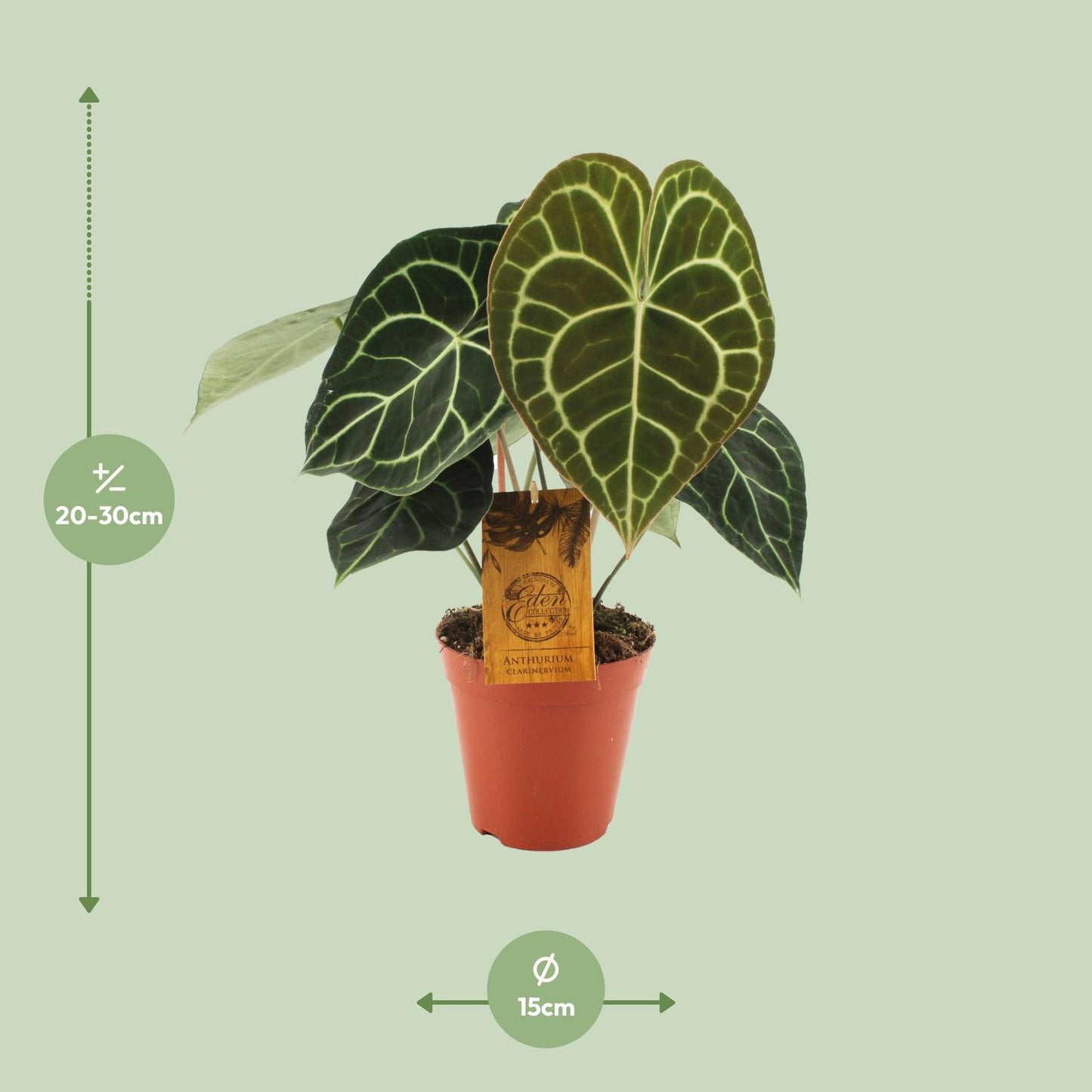 Anthurium Clarinervium – Exotische & pflegeleichte Zimmerpflanze