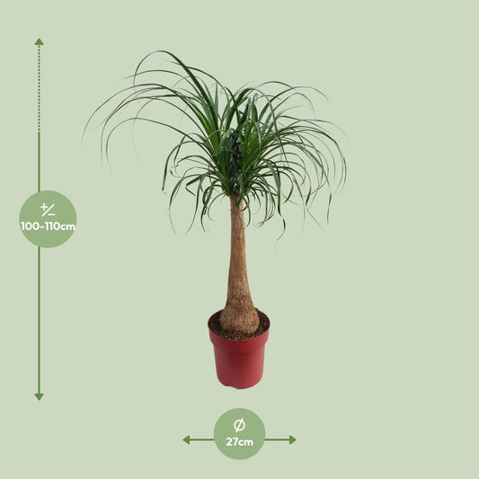 Elefantenfuß 'Maya Palm' – Pflegeleichte Zimmerpflanze 110 cm