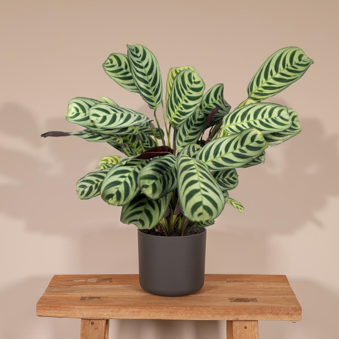 Ctenanthe Amabilis – Pflegeleichte Zimmerpflanze Ø14cm
