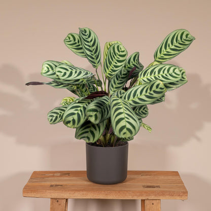 Ctenanthe Amabilis – Pflegeleichte Zimmerpflanze Ø14cm