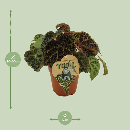 Begonie Rex Ferox – Exotische Zimmerpflanze 25 cm