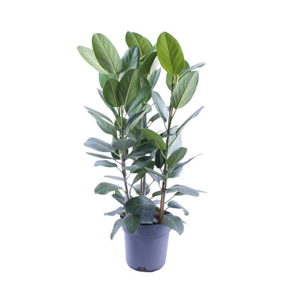 Ficus Audrey – Pflegeleichte luftreinigende Zimmerpflanze Ø27cm