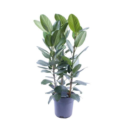 Ficus Audrey – Pflegeleichte luftreinigende Zimmerpflanze Ø27cm