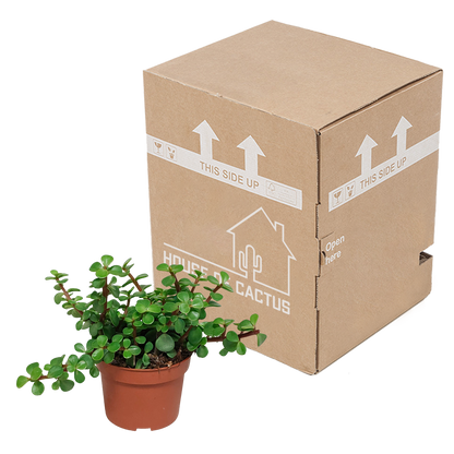 Portulacaria afra – Pflegeleichte Sukkulente ohne Topf