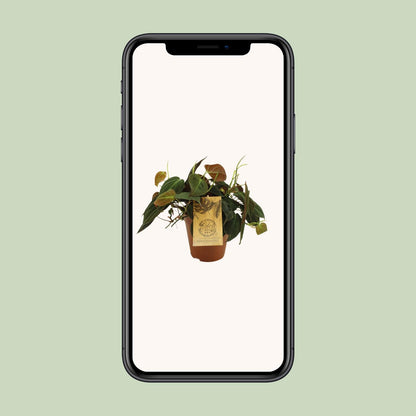 Philodendron Micans – Pflegeleichte Zimmerpflanze Ø15cm
