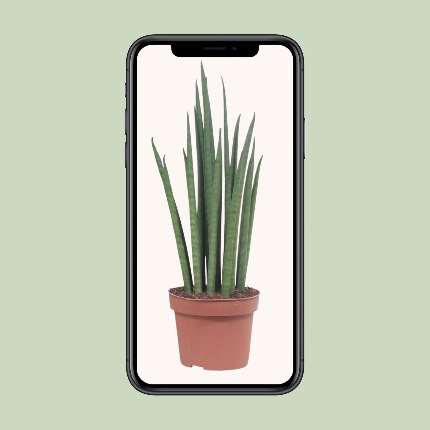 Sansevieria Mikado – Pflegeleichte luftreinigende Zimmerpflanze Ø12cm