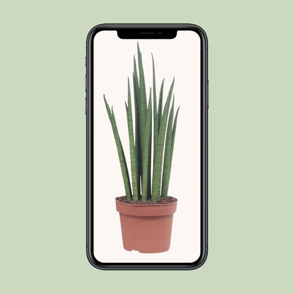 Sansevieria Mikado – Pflegeleichte luftreinigende Zimmerpflanze Ø12cm