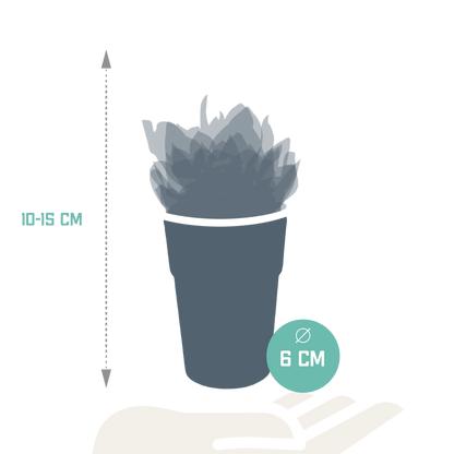 Vetplanten-Mischung 5er Set in farbigem Kunststofftopf