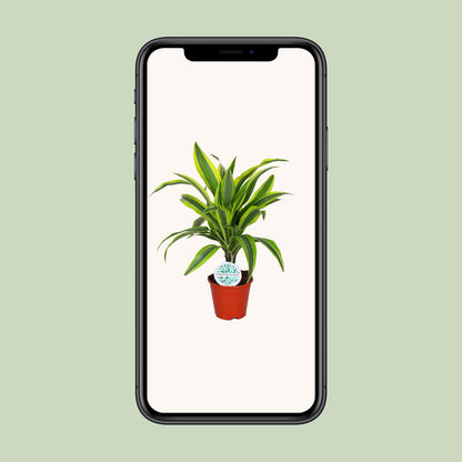 Dracaena Lemon Lime – Pflegeleichte Trendpflanze Ø14cm