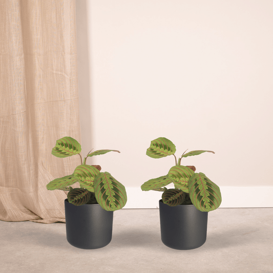 Maranta Fascinator (Gebetspflanze) – 2er Set Ø12cm