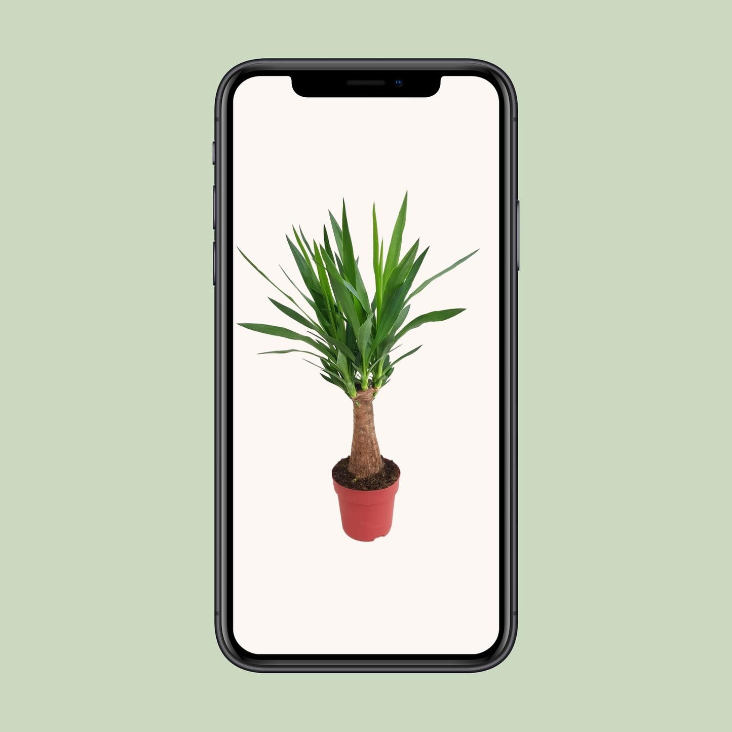 Yucca 'Maya Tree' – Pflegeleichte Zimmerpflanze Ø19cm, 80cm hoch