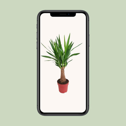 Yucca 'Maya Tree' – Pflegeleichte Zimmerpflanze Ø19cm, 80cm hoch
