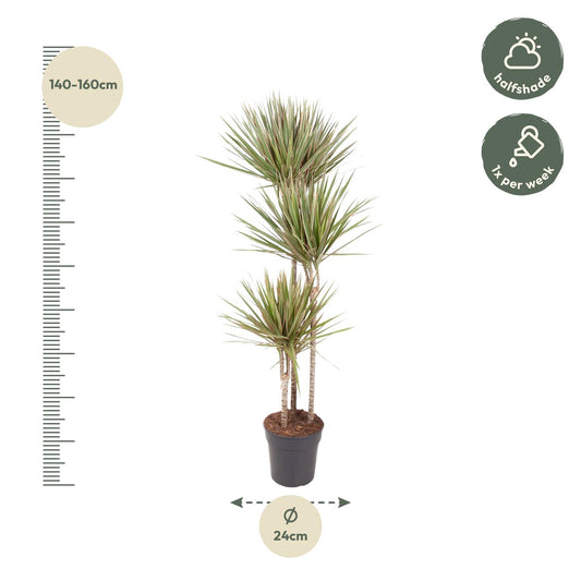 Dracaena Bicolor Carrousel – 150 cm, ø24 cm, pflegeleicht