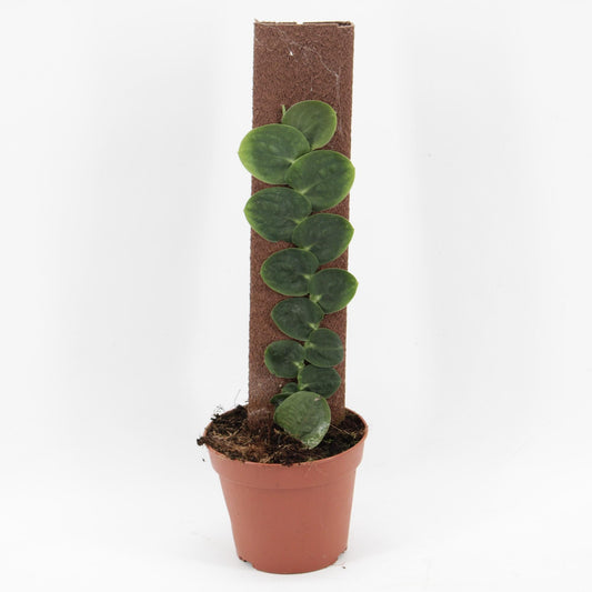 Rhaphidophora Celatocaulis – Tropische Kletterpflanze Ø14cm
