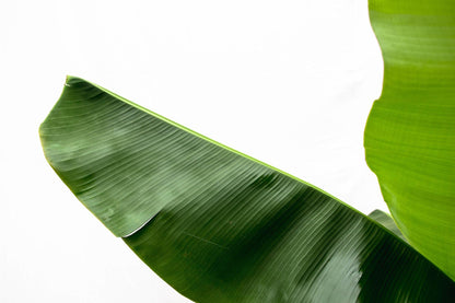 Bananenpflanze (Musa) – 170 cm, Ø 30 cm, pflegeleicht & robust