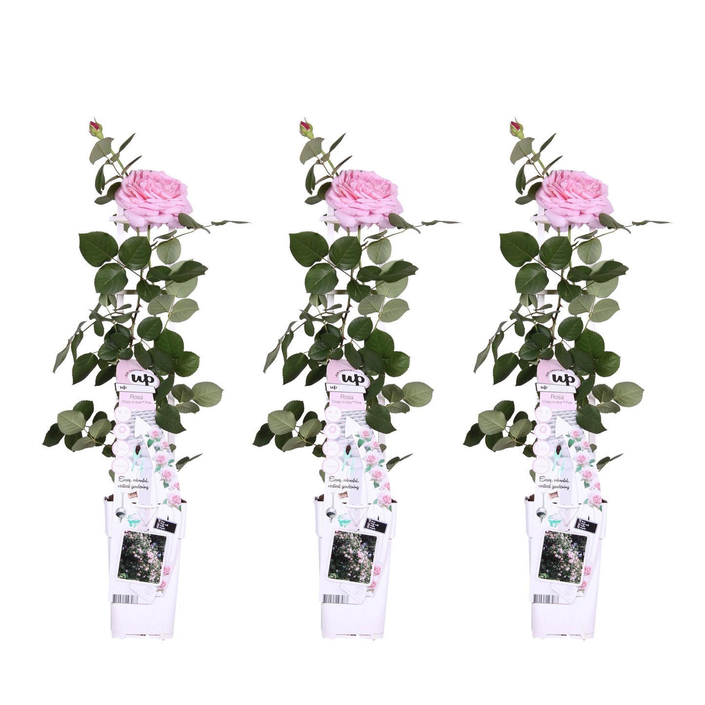 3x Kletterrose Rosa Crazy in Love 'Pink' – 65 cm, Ø15 cm