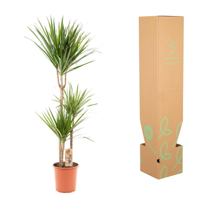 Dracaena Marginata – Pflegeleichter Drachenbaum Ø21cm