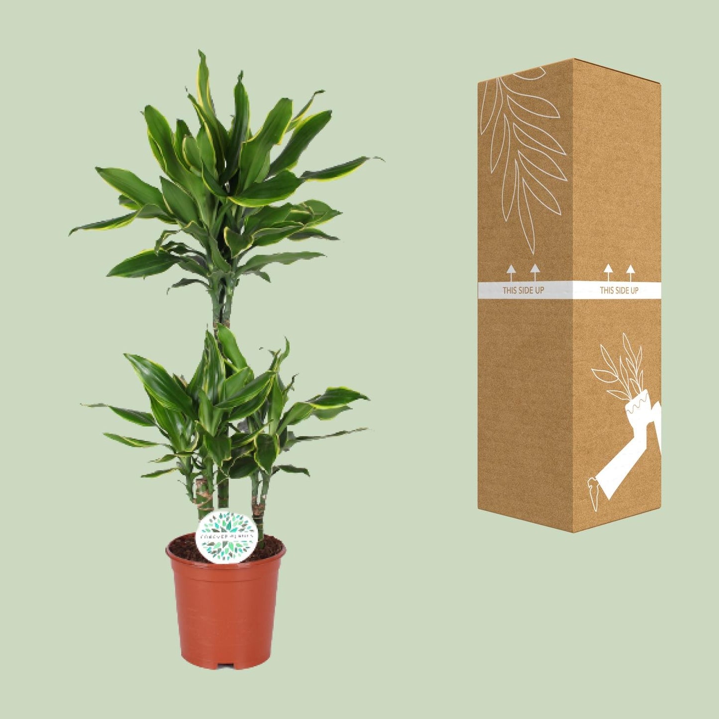 Dracaena Golden Coast – Eleganter Drachenbaum Ø24cm, 125cm hoch