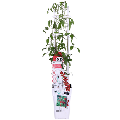Clematis Nubia – Rote Waldrebe im 15cm Topf