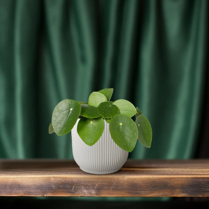 Pilea Peperomioides – Pfannkuchenpflanze Ø12cm, pflegeleicht