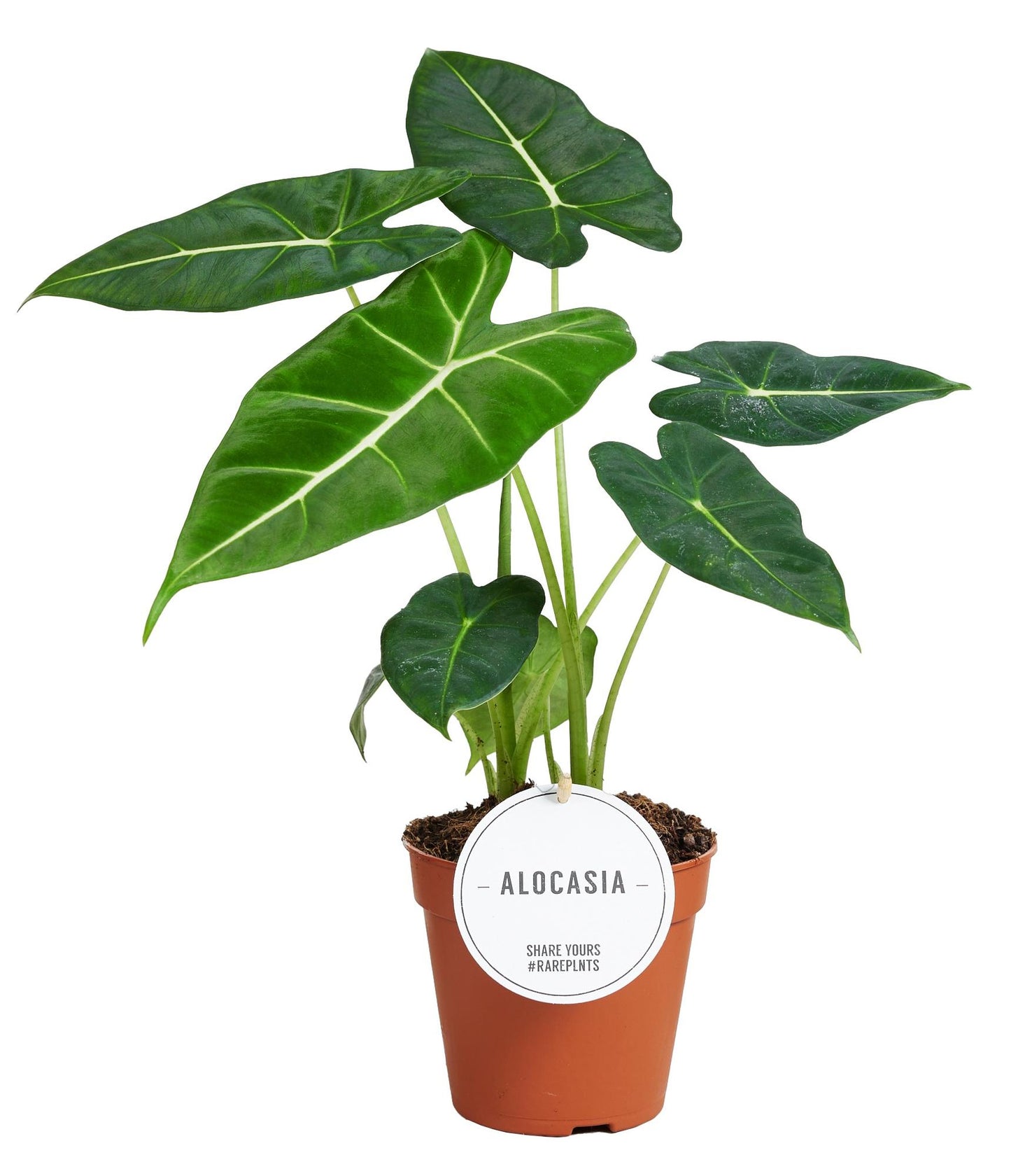 Alocasia Frydek – Pflegeleichte Tropische Zimmerpflanze