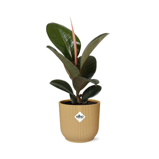 Ficus Elastica ‘Robusta’ – Pflegeleichte Zimmerpflanze im ELHO Vibes Topf