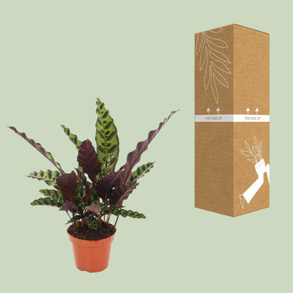 Calathea Insignis – Pflegeleichte Tropische Zimmerpflanze Ø12cm