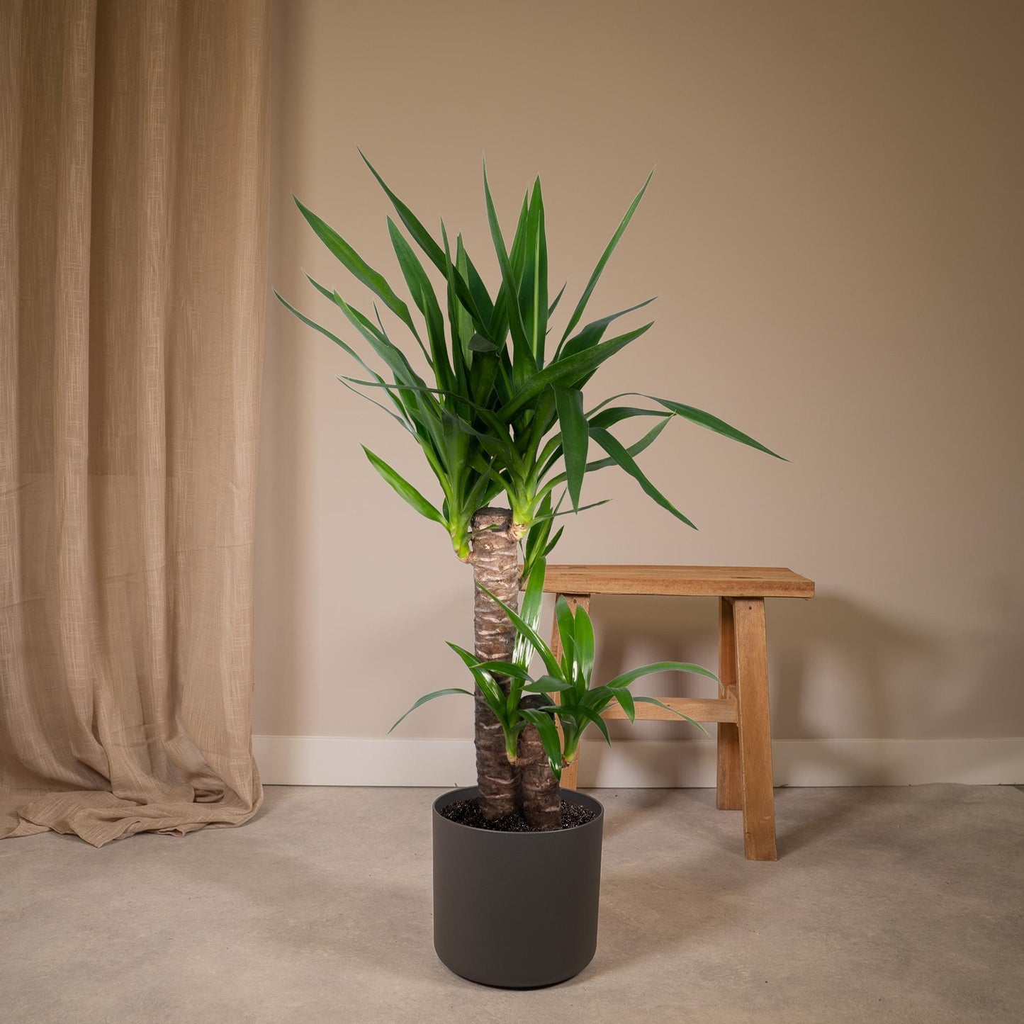 Yucca Palme (Elefantenfuß) – Pflegeleichte Zimmerpflanze Ø17cm