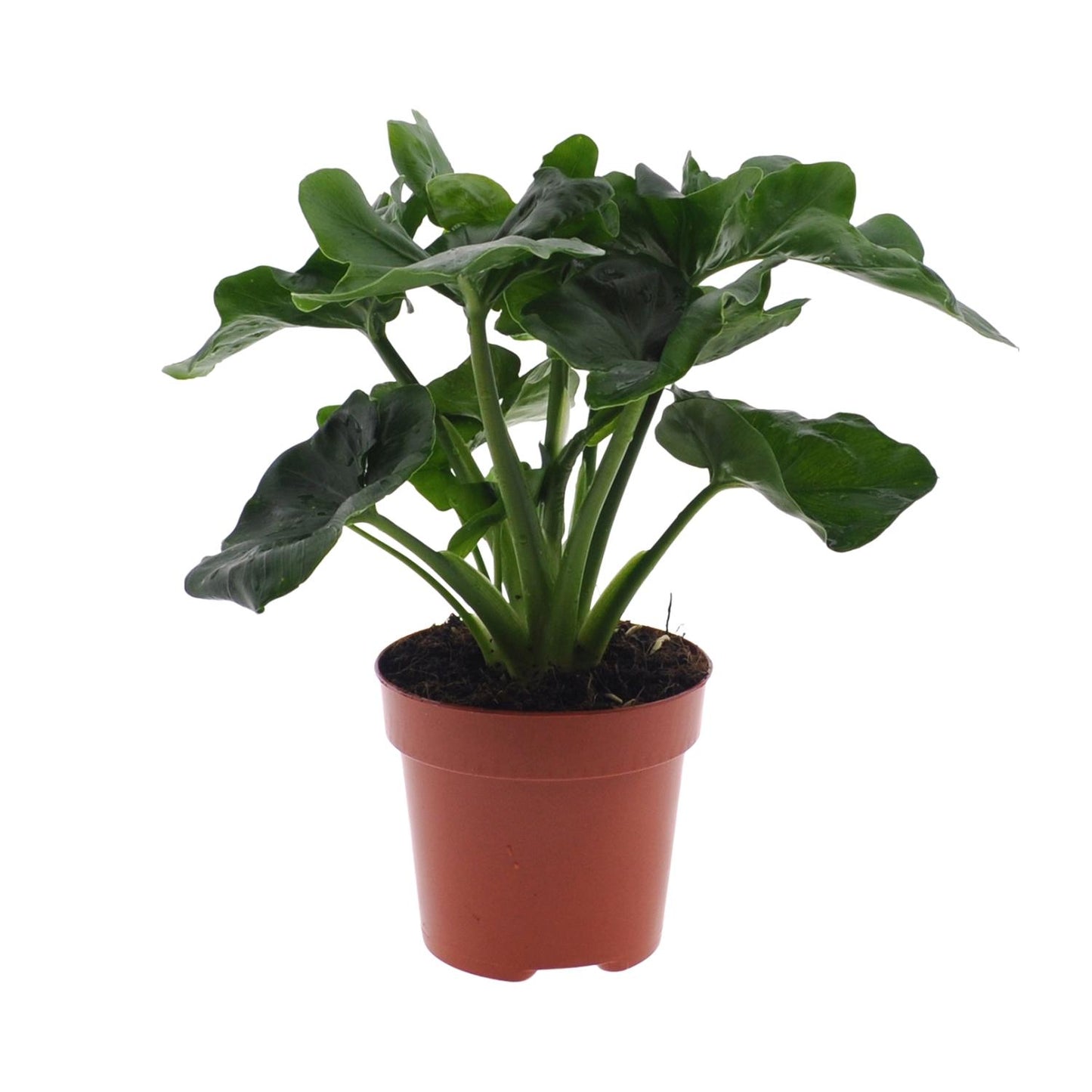 Philodendron Atom – Kompakte, pflegeleichte Zimmerpflanze Ø12cm