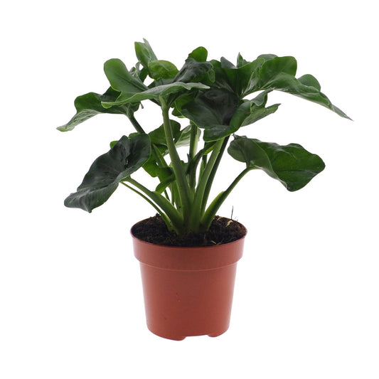 Philodendron Atom – Kompakte, pflegeleichte Zimmerpflanze Ø12cm
