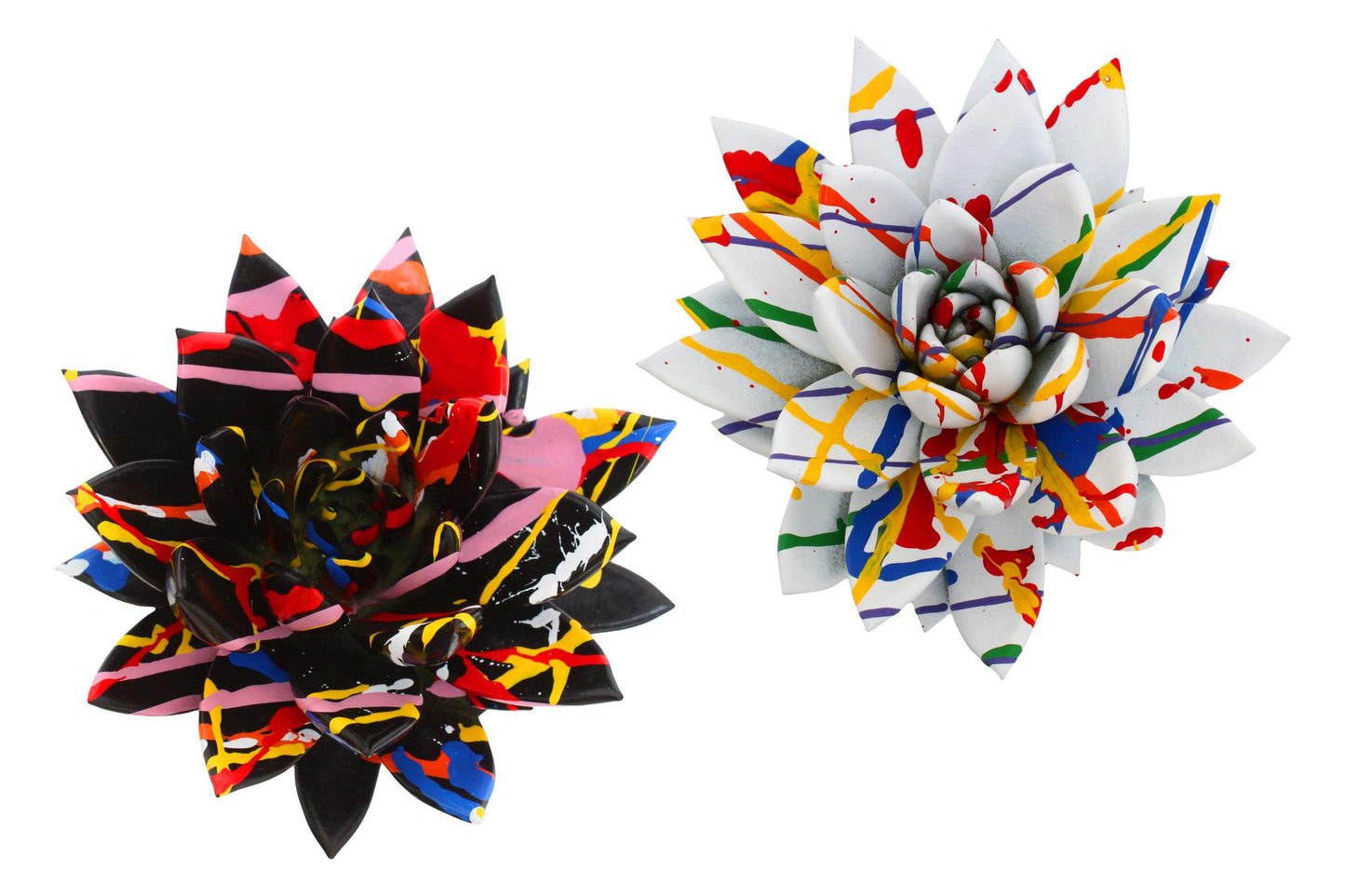 Echeveria Coloured Splash Black & White Mix – 2er Set Ø12cm