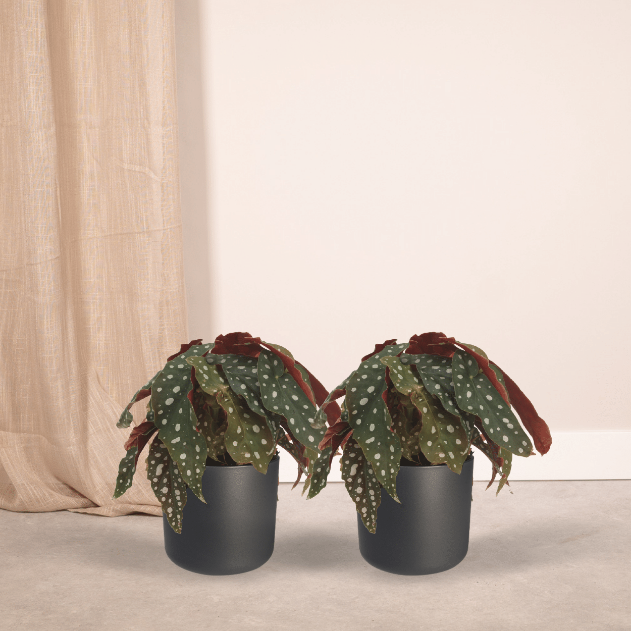 2x Begonia Maculata – Blattbegonie 20 cm im Ø12 cm Topf