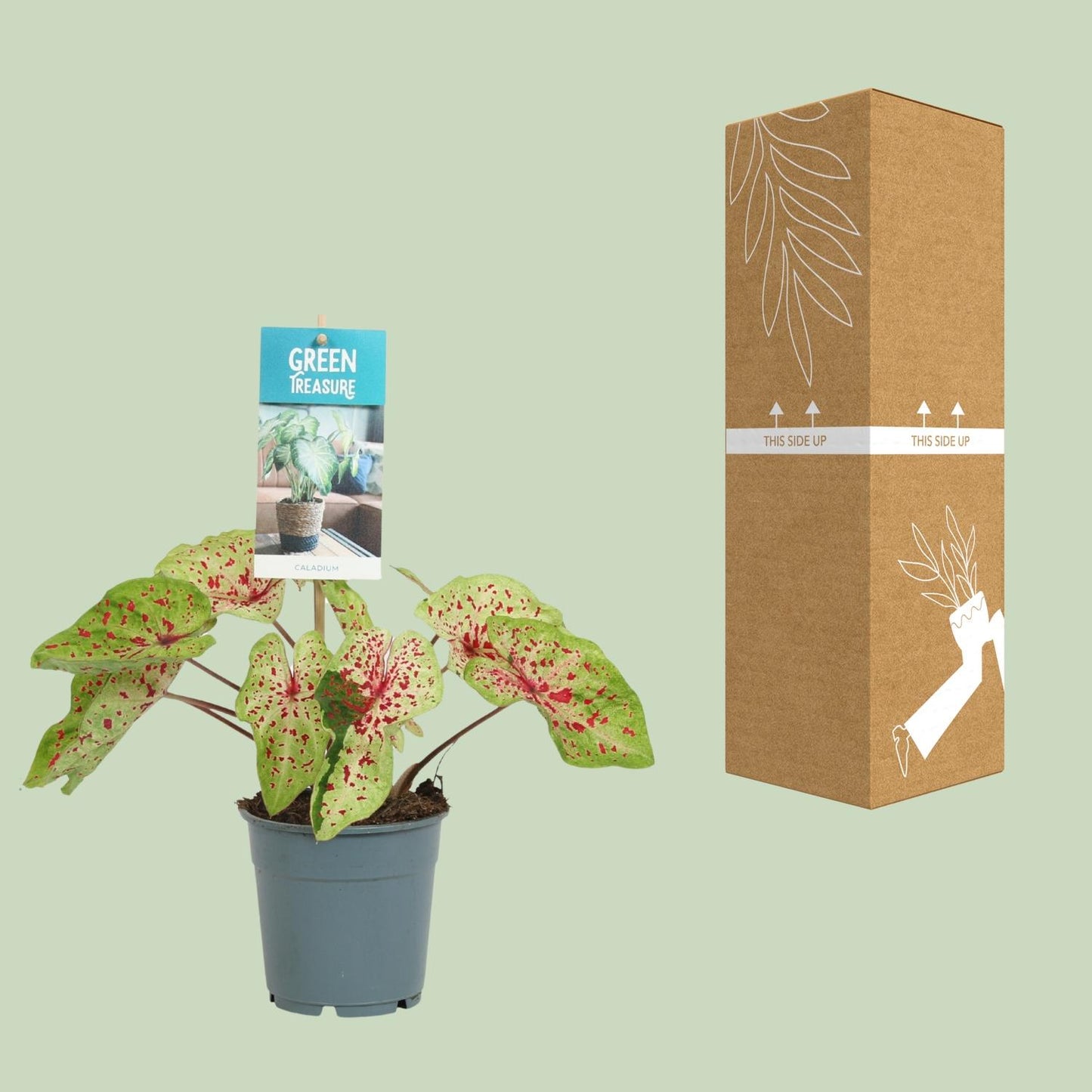 Caladium Miss Muffet – Engelsflügel Zimmerpflanze Ø12cm