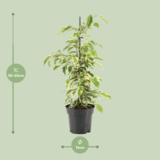 Ficus Benjamina Samantha – Pflegeleichte Zimmerpflanze Ø14cm