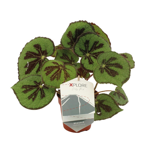 Begonia Masoniana Rock – Pflegeleichte King-Begonie Ø12 cm