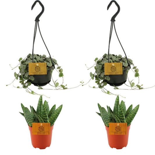 4er Set Aloe Paradisicum & Ceropegia Woodii Ø10,5cm – Pflegeleicht & Trendig