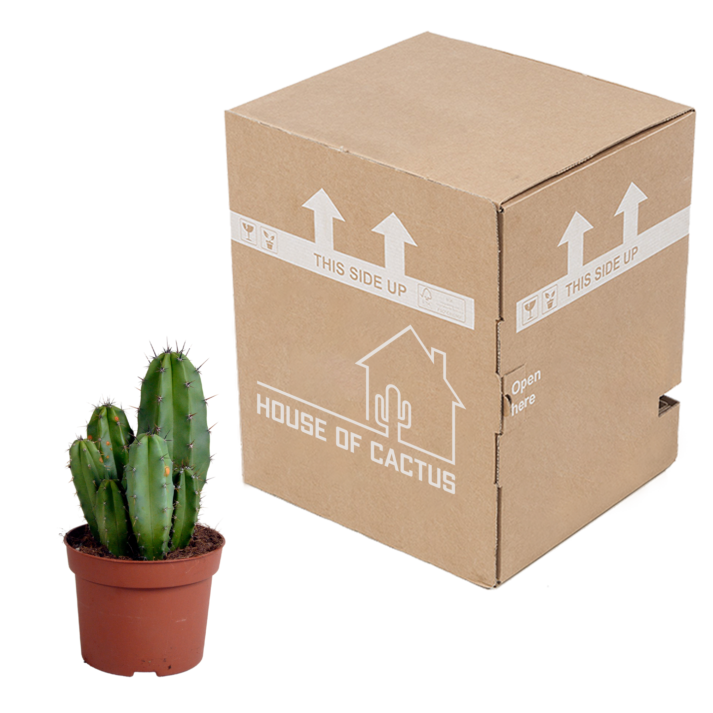 Polaskia Chula Säulenkaktus 12 cm – Pflegeleicht & Modern