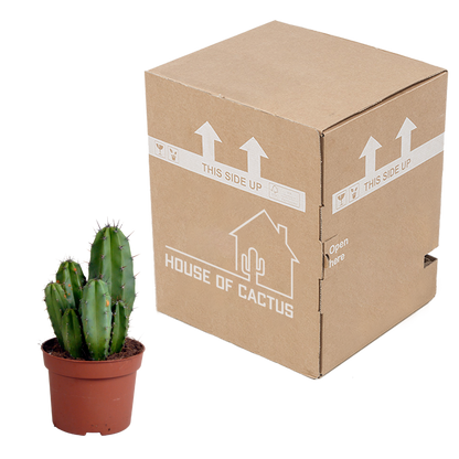 Polaskia Chula Säulenkaktus 12 cm – Pflegeleicht & Modern