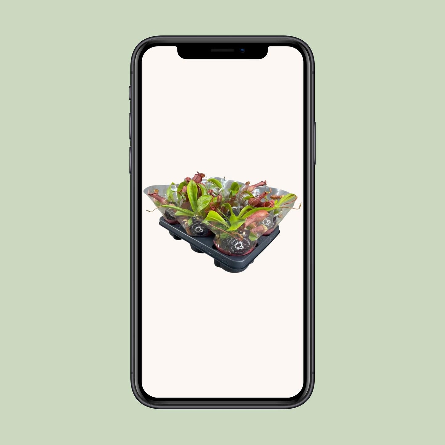 Nepenthes Alata – Exotische Kannenpflanze Ø12cm