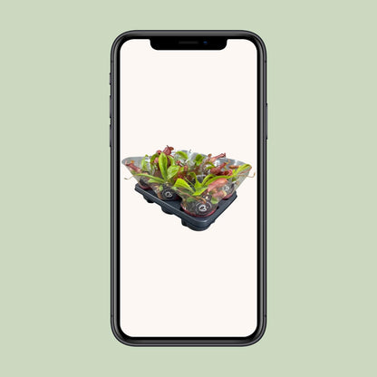 Nepenthes Alata – Exotische Kannenpflanze Ø12cm