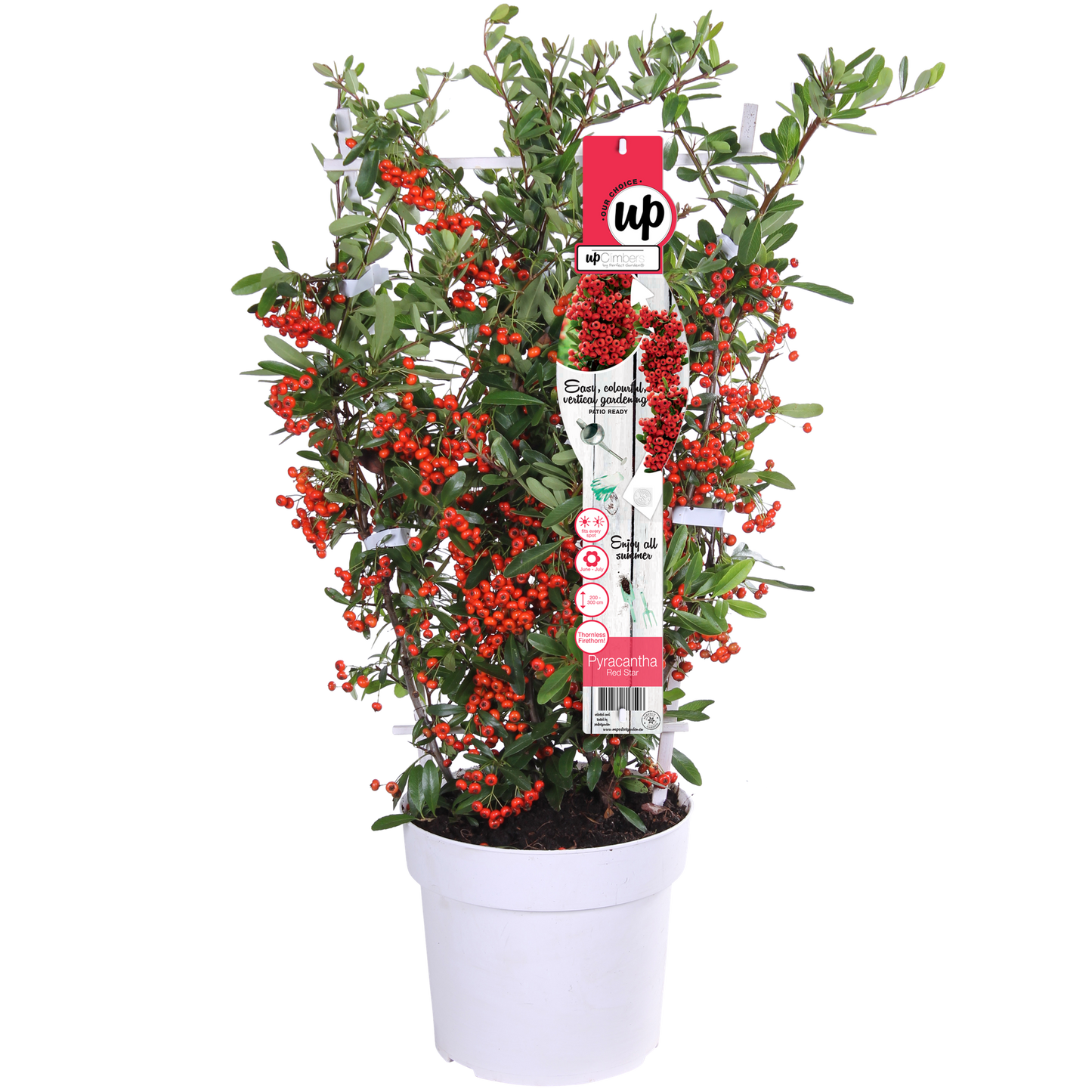 Pyracantha coccinea Red Star – Immergrüner Feuerdorn mit roten Beeren