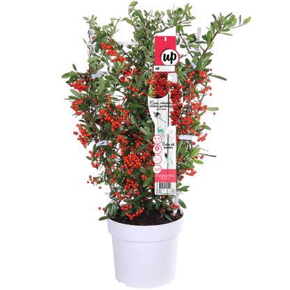 Pyracantha coccinea Red Star – Immergrüner Feuerdorn mit roten Beeren