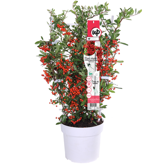 Pyracantha coccinea Red Star – Immergrüner Feuerdorn mit roten Beeren